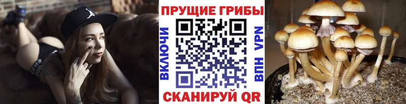 Купить закладки Ужур Псилоцибиновые грибы Magic Shrooms